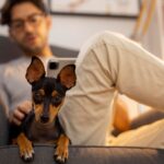 Ошибки, которых стоит избегать при выборе имени для питомца
